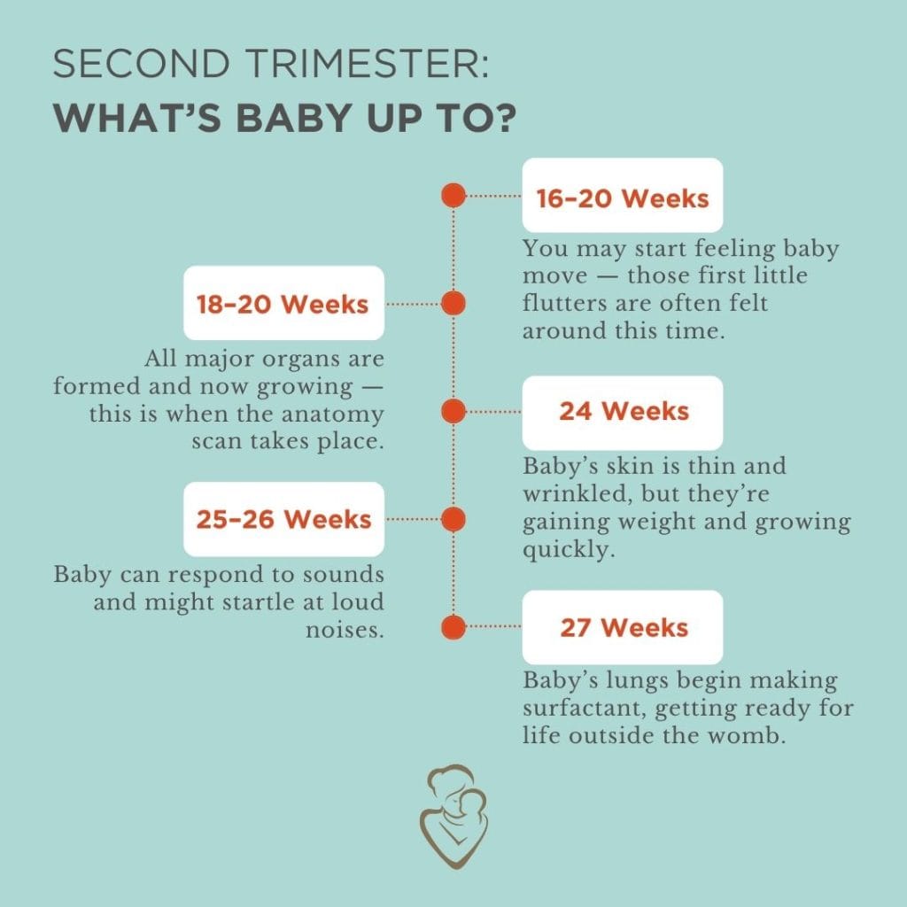 Second Trimester: What's Baby Up to?